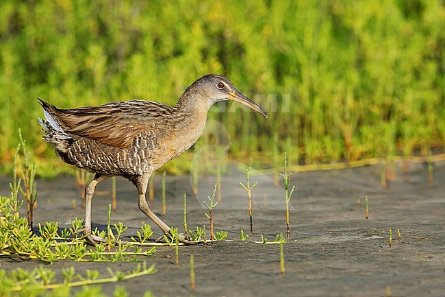 Adult Clapper Rail (Rallus crepitans) walking right out in the open in coastal salt marsh in Galveston Co., Texas, USA. stock-image by Agami/Brian E Small,