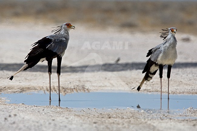 Secretarisvogels in water plas, Secretarybirds in water hole stock-image by Agami/Wil Leurs,