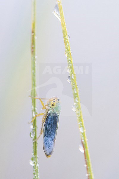 Cicadella viridis - Green Leafhopper - Binsenschmuckzikade, Germany, imago stock-image by Agami/Ralph Martin,