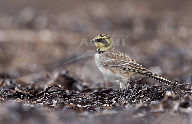 Horned Lark (Eremophila alpestris ssp.flava) walking on beach at Vedbæk, Denmark stock-image by Agami/Helge Sorensen,