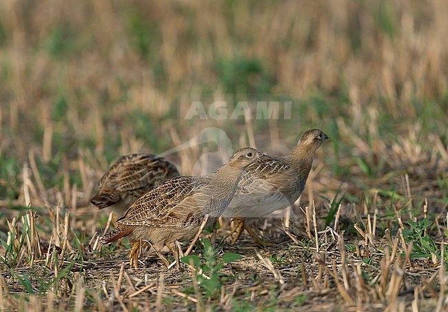 flock or group juvenile, young Grey Partridge (Perdix perdix) in a field stock-image by Agami/Ran Schols,