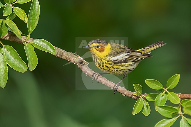 Adult male
Galveston Co., TX
April 2022 stock-image by Agami/Brian E Small,