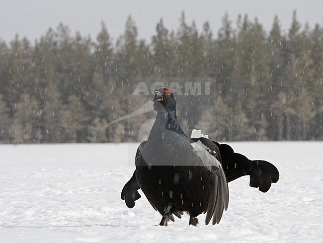 Black Grouse male calling; Korhoen man roepend stock-image by Agami/Jari Peltomäki,
