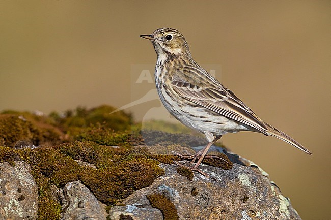 Adult Meadow Pipit (Anthus pratensis) during breeding season on the tundra on Iceland. stock-image by Agami/Daniele Occhiato,