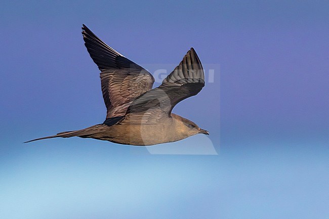 Arctic Skua (stercorarius parasiticus) during spring on the tundra of Iceland. stock-image by Agami/Daniele Occhiato,