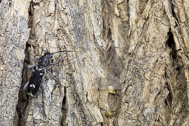 Xylotrechus namanganensis, Tajikistan, imago stock-image by Agami/Ralph Martin,