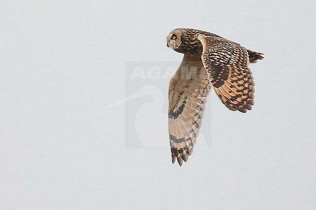 Short-eared Owl (Asio flammeus) flying, with a pale grey sky as background in Brittany, France. stock-image by Agami/Sylvain Reyt,