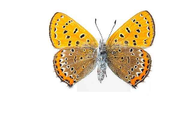 Violet Copper; Blauwe vuurvlinder, Lycaena helle stock-image by Agami/Wil Leurs,