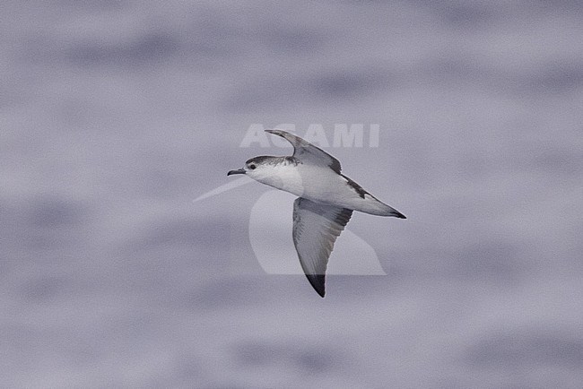 Rapa shearwater in flight off Rapa iti in French Polynesia
 stock-image by Agami/Yann Muzika,