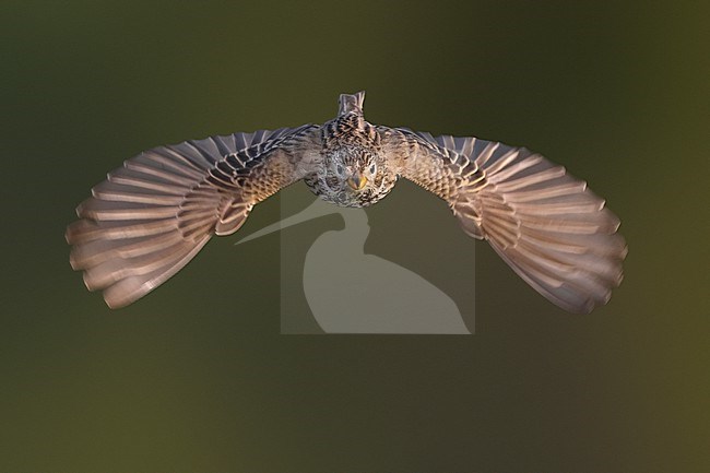 Corn Bunting, Emberiza calandra, in Italy. stock-image by Agami/Daniele Occhiato,
