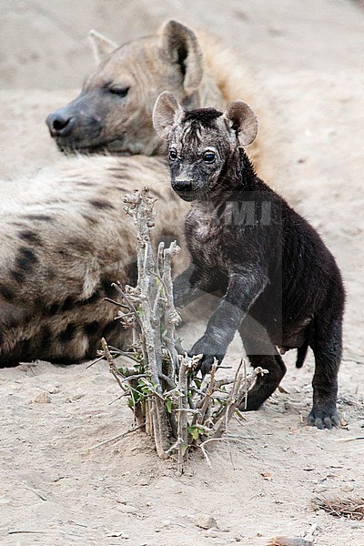 Spotted Hyena (Crocuta crocuta) adult with young at Kruger National Park in summer stock-image by Agami/Caroline Piek,