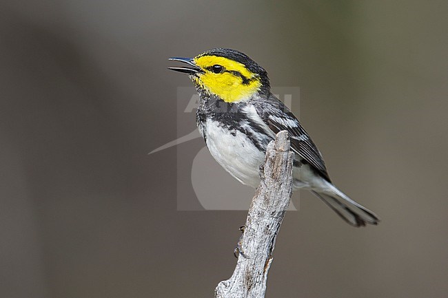 Adult male
Kimble Co., TX
April 2013 stock-image by Agami/Brian E Small,
