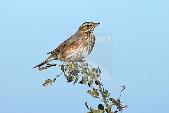 Koperwiek in zit; Redwing perched stock-image by Agami/Marc Guyt,