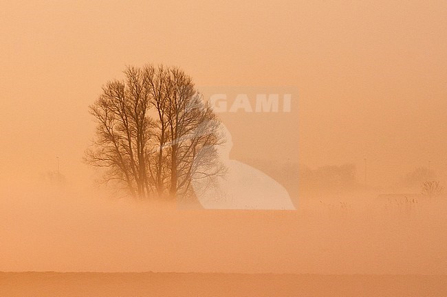 Golden morning light in a misty landscape at Ouderkerk stock-image by Agami/Marc Guyt,