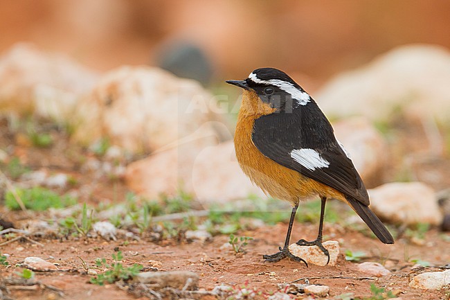 Moussier's Redstart - Diademrotschwanz - Phoenicurus moussieri, Morocco, adult male stock-image by Agami/Ralph Martin,