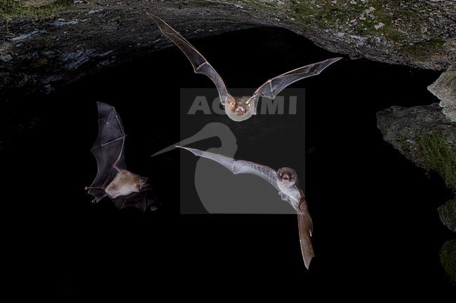 Vale Vleermuis verlaat grot, Greater Mouse-eared Bat leaving cave stock-image by Agami/Theo Douma,