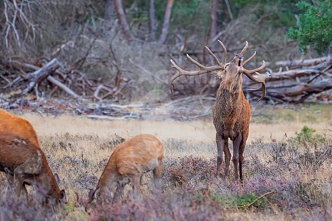 Red, Deer; Cervus elaphus; a male deer with well developed antlers during the rutting season. The deer is belling to scare male competitors and keep them away from his heard of hinds. stock-image by Agami/Hans Germeraad,