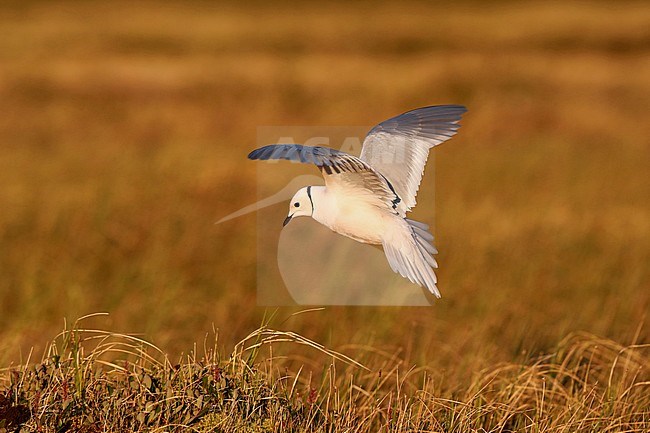 Adult Ross's Gull (Rhodostethia rosea) in summer plumage at a breeding colony in the Indigirka delta on the tundra of Siberia, Russia. Landing at its nest. stock-image by Agami/Chris van Rijswijk,