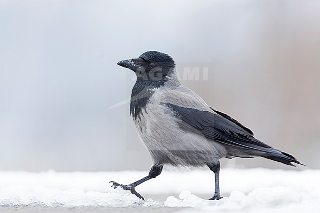 Hooded Crow (Corvus cornix ssp. cornix) Germany in snow stock-image by Agami/Ralph Martin,