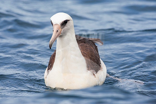 Swimming Laysan Albatross (Phoebastria immutabilis) offshore Half Moon Bay in California, United States. stock-image by Agami/Marc Guyt,