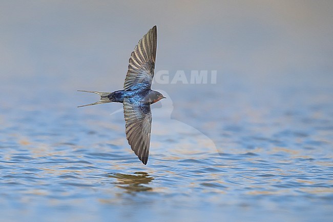 Barn Swallow; Hirundo rustica stock-image by Agami/Daniele Occhiato,