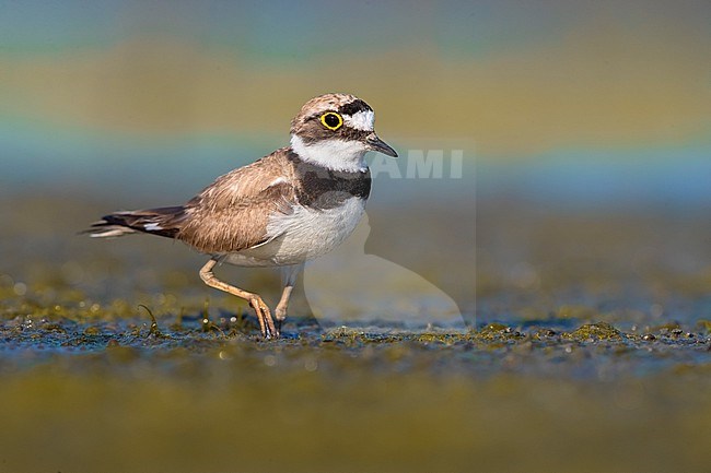 Worn adult Little Ringed Plover, Charadrius dubius, during summer in Italy. stock-image by Agami/Daniele Occhiato,