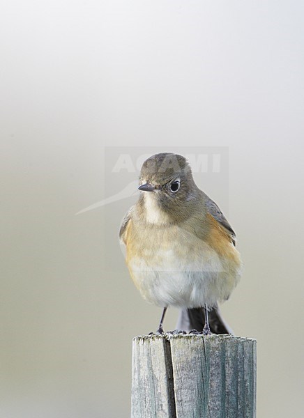Juveniel of vrouwtje Blauwstaart; Juvenile or female Red-flanked Bluetail stock-image by Agami/Markus Varesvuo,