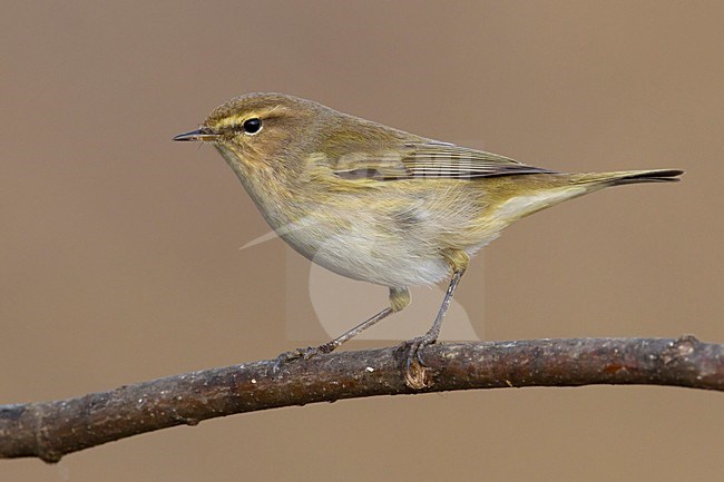 LuÃ¬ piccolo; Common Chiffchaff; Phylloscopus collybita stock-image by Agami/Daniele Occhiato,