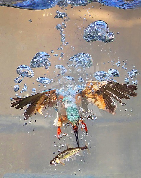 Common Kingfisher (Alcedo atthis) diving into the water like a rocket. The bird is seen under water with many air bubbles and a caught fish in its bill. stock-image by Agami/Hans Germeraad,