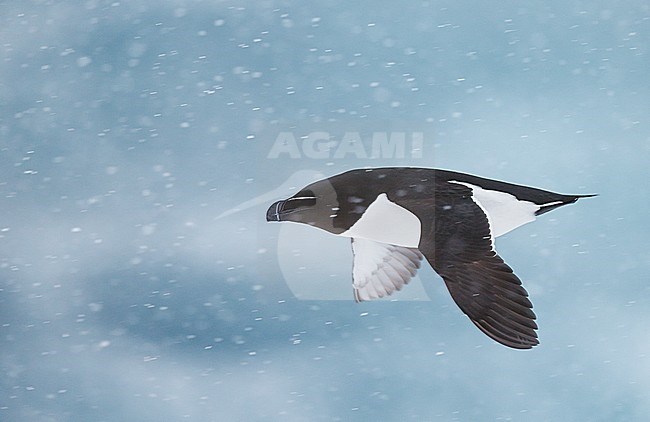 Alk in vlucht, Razorbill in flight stock-image by Agami/Markus Varesvuo,
