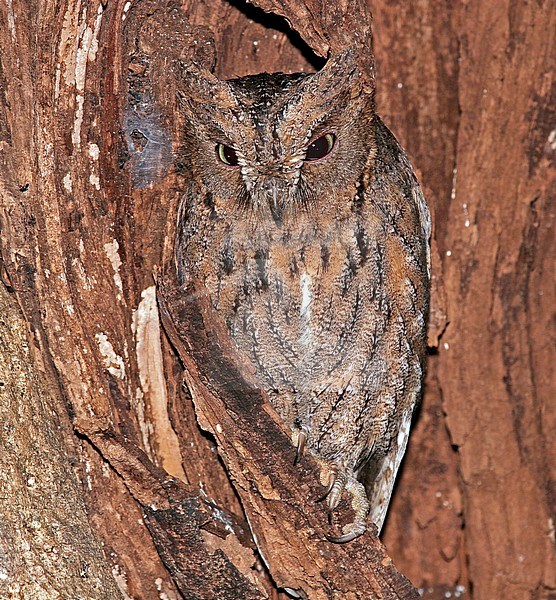 Torotoroka Scops Owl (Otus madagascariensis) at daytime roost in Madagascar. stock-image by Agami/Pete Morris,