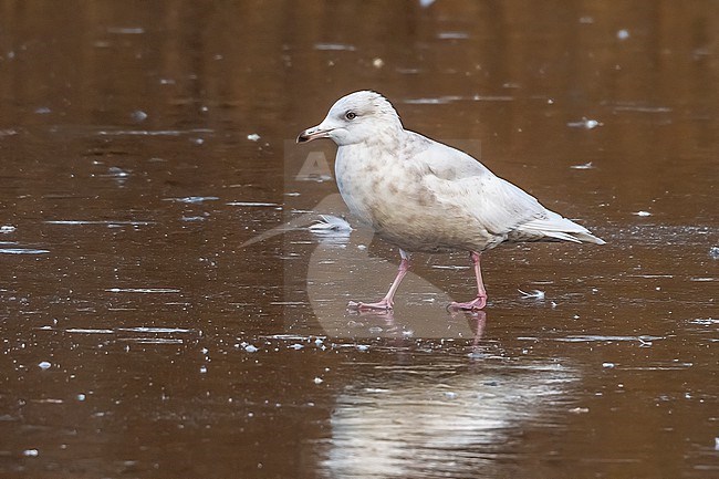 Second winter Iceland Gull (Larus glaucoides) sitting on ice in Oostakker, Gent, Eastern Flanders, Belgium. stock-image by Agami/Vincent Legrand,