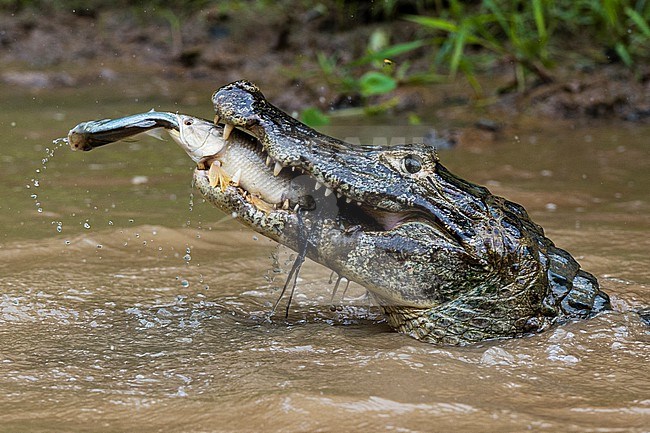A Yacare caiman, Caiman crocodylus yacare, catching a tiger fish, Hoplias malabaricus, catching a fish in the Rio Negrinho. Pantanal, Mato Grosso, Brazil.
 I spent a whole morning photographing caimans preying on a particularly narrow point of the Rio Negrinho. I have photographed a few, but the action is so fast that at the moment I did not realized that I have caught this moment. It was only in the evening when I downloaded the photos that I found this gift. stock-image by Agami/Sergio Pitamitz,