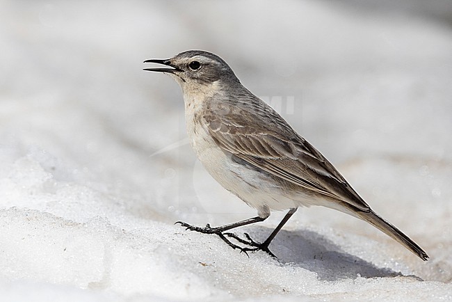 Water Pipit (Anthus spinoletta), side view of an adult standing on the snow, Abruzzo, Italy stock-image by Agami/Saverio Gatto,