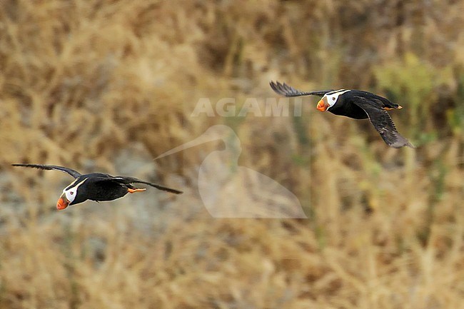 Tufted Puffin (Fratercula cirrhata)flying out to sea near the coast of Washington State, USA. stock-image by Agami/Glenn Bartley,