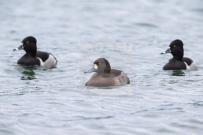 Topper, Greater Scaup, Aythya marila; Ringsnaveleend; Ring-necked Duck, Aythya collaris stock-image by Agami/Daniele Occhiato,