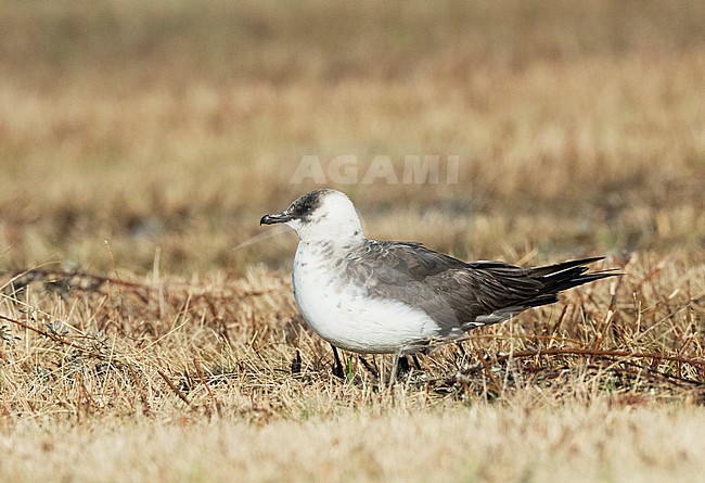 Arctic Skua (Stercorarius parasiticus) adult moulting to winter plumage stock-image by Agami/Marc Guyt,