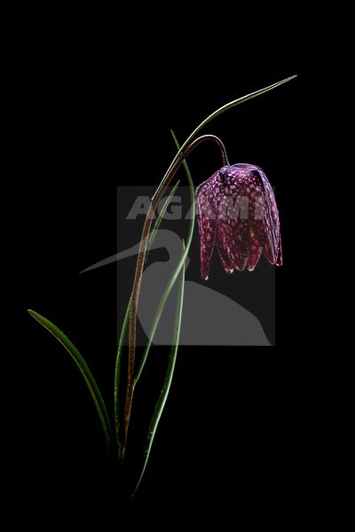 Kievitsbloem, Snake's Head Fritillary flowers stock-image by Agami/Wil Leurs,