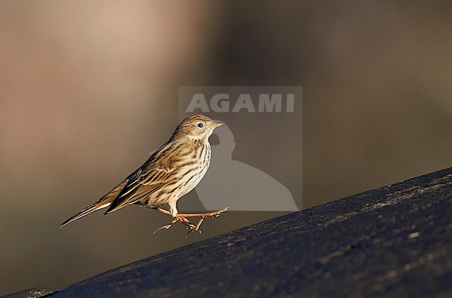 Meadow Pipit (Anthus pratensis) landing on a rock, Utö Finland October 2015 stock-image by Agami/Markus Varesvuo,