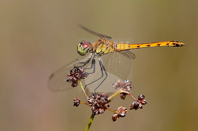 Imago Kempense heidelibel; Adult Spotted Darter stock-image by Agami/Fazal Sardar,