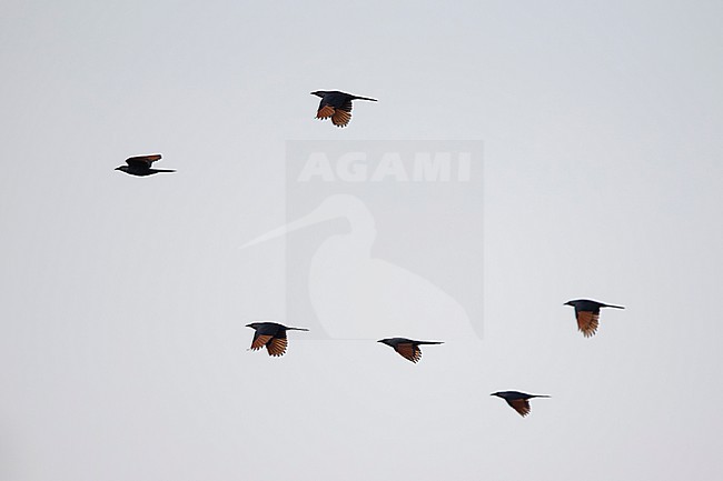 flock of red-winged starlings (Onychognathus morio) in flight, found at Lake Chamo in Ethiopia stock-image by Agami/Mathias Putze,