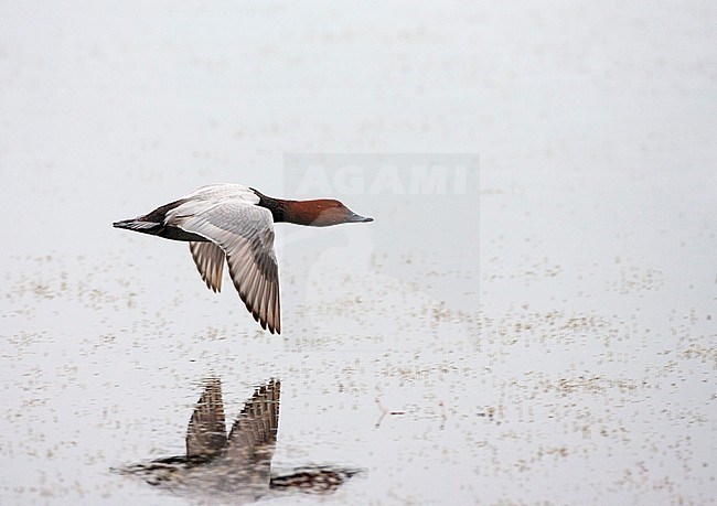 Adult male Common Pochard (Aythya ferina) in flight over a freshwater river in La Brenne in France. Showing upper wing. stock-image by Agami/Marc Guyt,