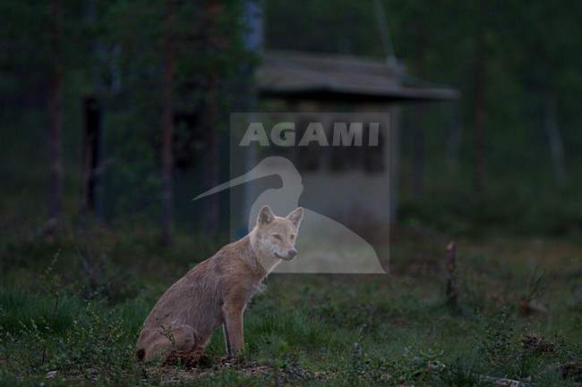 Mannetje Europese Wolf, Male European Wolf stock-image by Agami/Menno van Duijn,