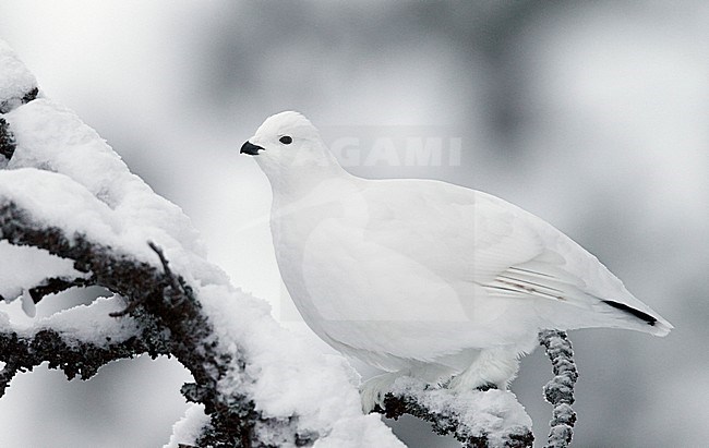 Vrouwtje Moerassneeuwhoen in de sneeuw, Female Willow Ptarmigan in snow stock-image by Agami/Markus Varesvuo,