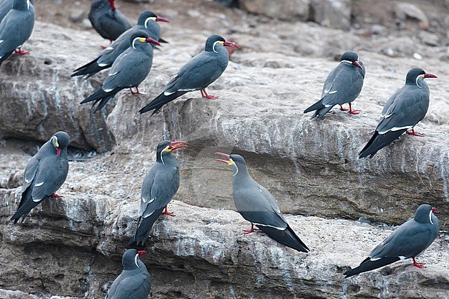 The stunning  Inca tern (Larosterna inca) is found along the rocky coast of Peru not far from the capitol of Lima. stock-image by Agami/Jacob Garvelink,