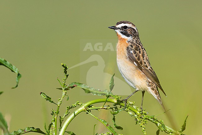 Whinchat (Saxicola rubetra), side view of an adult male perched on a plant, Campania, Italy stock-image by Agami/Saverio Gatto,