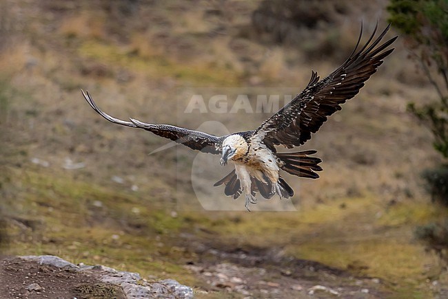 Lammergeier is about to land stock-image by Agami/Onno Wildschut,
