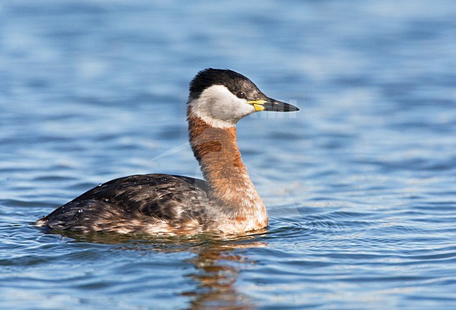 Volwassen Roodhalsfuut in zomerkleed; Adult Red-necked Grebe in breeding plumage stock-image by Agami/Marc Guyt,
