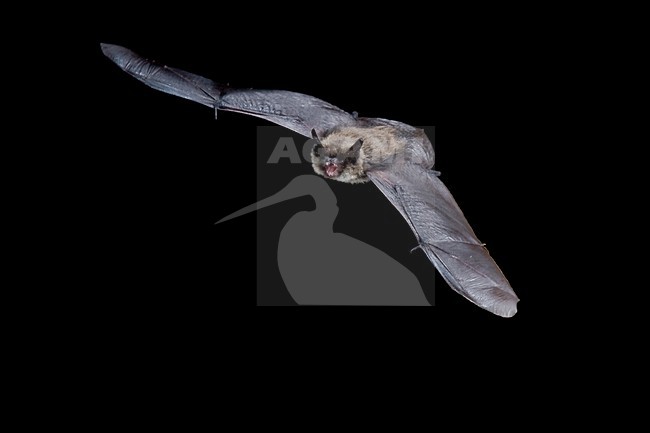 Vliegende Baardvleermuis; Flying Whiskered Bat stock-image by Agami/Theo Douma,