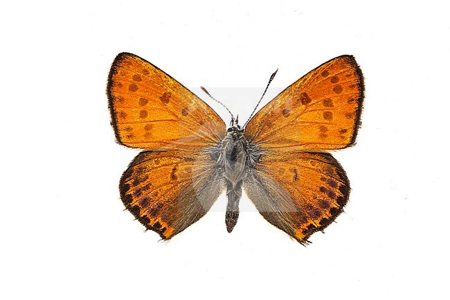Oostelijke vuurvlinder, Lesser Fiery Copper, Lycaena thersamon stock-image by Agami/Wil Leurs,